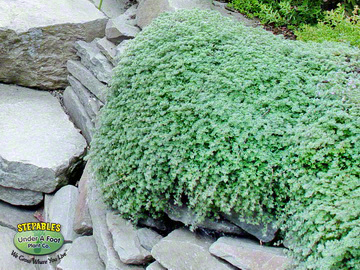 STEPABLES Wooly Thyme over wall201636016